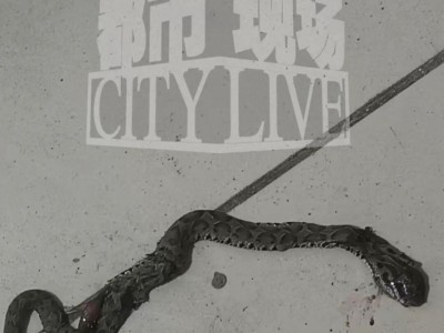 装修工人梦中突感凉意,感觉有动物爬过,打死后发现竟是一条蛇