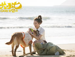 神犬小七2 电视剧,忠诚守护,再续传奇!